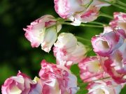 Kế hoạch thi Học sinh giỏi học kỳ 2 năm học 2016-2017