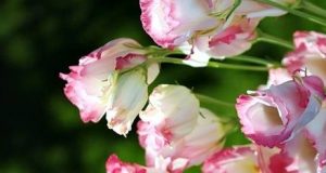 Thông tin đăng ký dự thi lập đội tuyển HSG dự thi quốc gia năm 2018