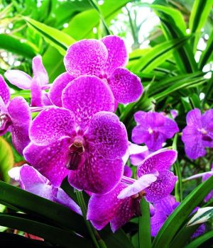 Danh sách kết quả kỳ thi HSG cấp tỉnh THPT – GDTX năm học 2017-2018