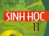 Ma trận đề kiểm tra học kỳ 1 môn Sinh học 11 (2019-2020) (điều chỉnh)