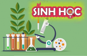 Ma trận đề Sinh học 10, 11, 12 Kiểm tra giữa HK2 2023-2024