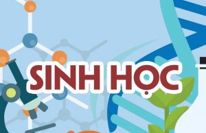 Đề và đáp án Sinh học 10, 11, 12 Kiểm tra cuối HK1 2020-2021